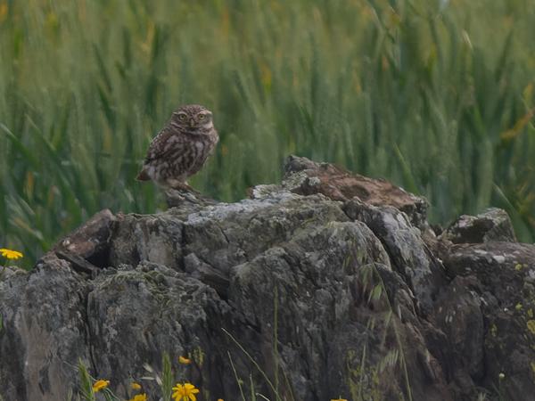 <h3><a href="/trips/extramadura/biota/animalia/chordata/aves/031 strigiformes/002 strigidae/athene noctua/athene noctua-nl.html">Athene&nbsp;noctua</a> / Little&nbsp;owl / Steenuil</h3>OM-1 Mark II met OLYMPUS M.150-400mm F4.5 TC, 1/2000 sec  bij F5.6, ISO 1600, afstand 93.5&nbsp;m